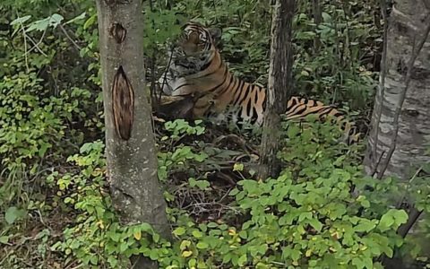 男子在吉林珲春偶遇东北虎，喊话“小猫咪”后被“凝视”，当地：切记不要下车，保持安全距离缓慢离开