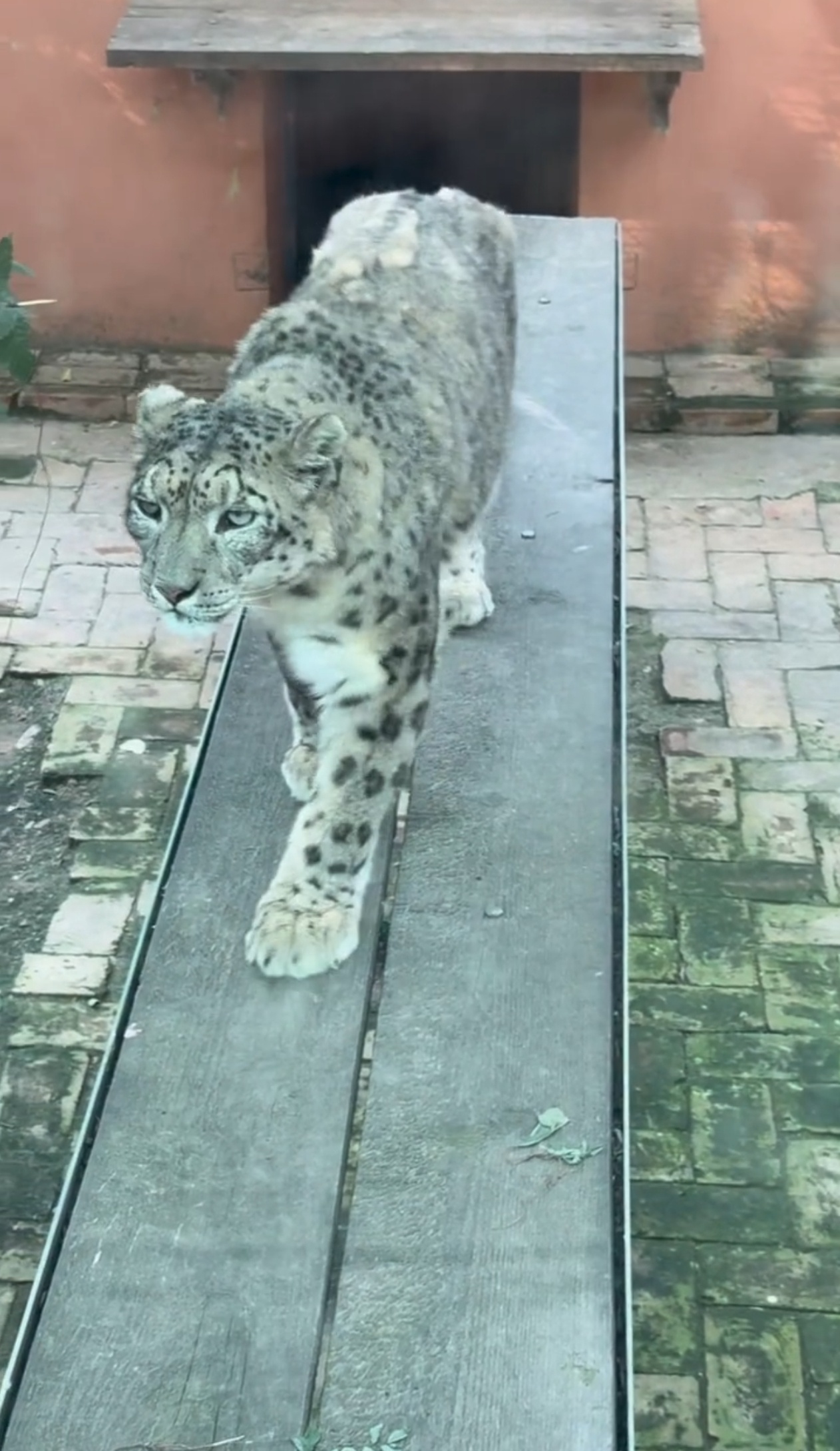 西宁野生动物园一雪豹出逃，老年雌性个体，园方称搜寻工作正在进行，主管部门回应