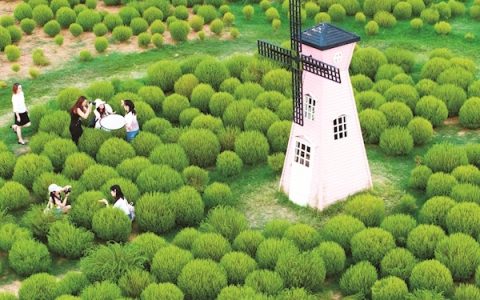 毛茸茸！圆滚滚！ 马鞍山森林公园地肤草火了