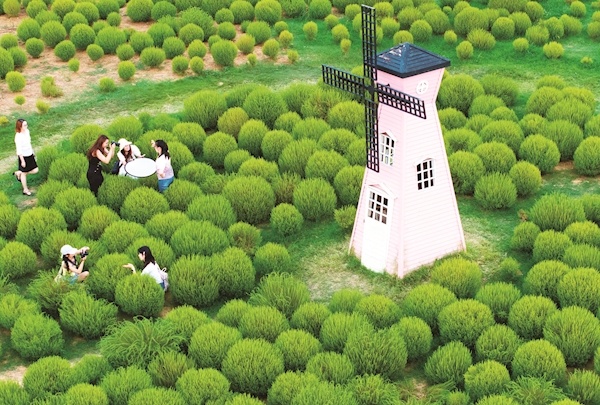 毛茸茸！圆滚滚！ 马鞍山森林公园地肤草火了