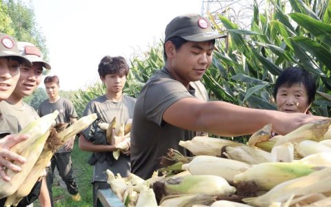 河南一高校军训拉练偶遇农忙大爷，30余名学生“顺手”帮剥一车玉米