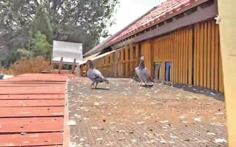 天安门放飞的和平鸽部分来自天津 最快的58分钟就回巢