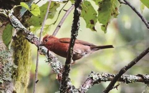 首次现身3年后  神农架神秘朱雀身份确认