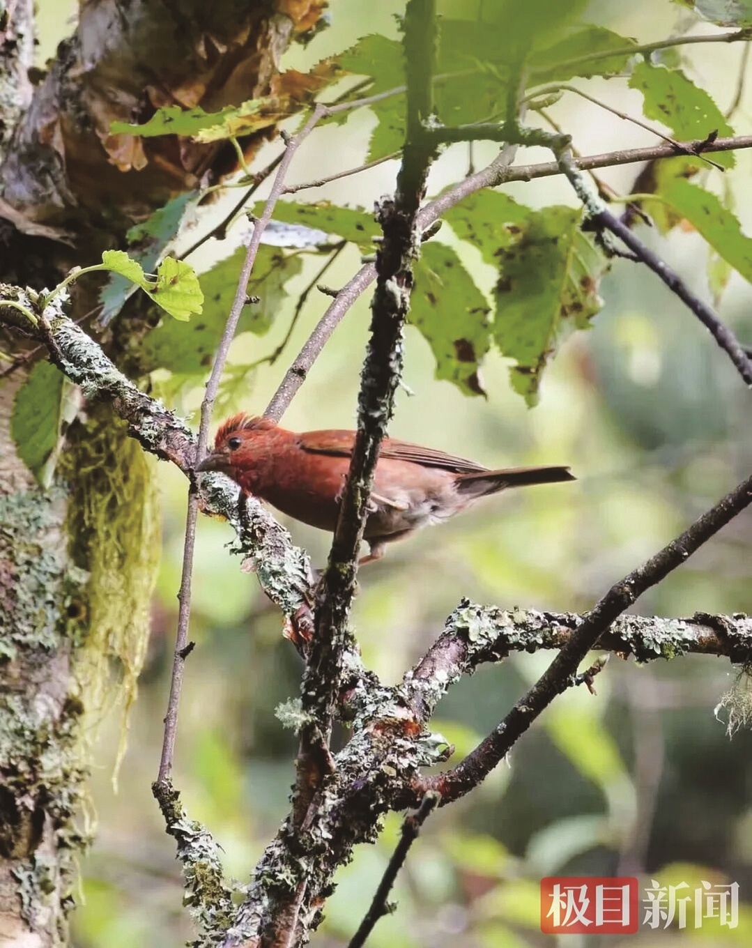 首次现身3年后  神农架神秘朱雀身份确认