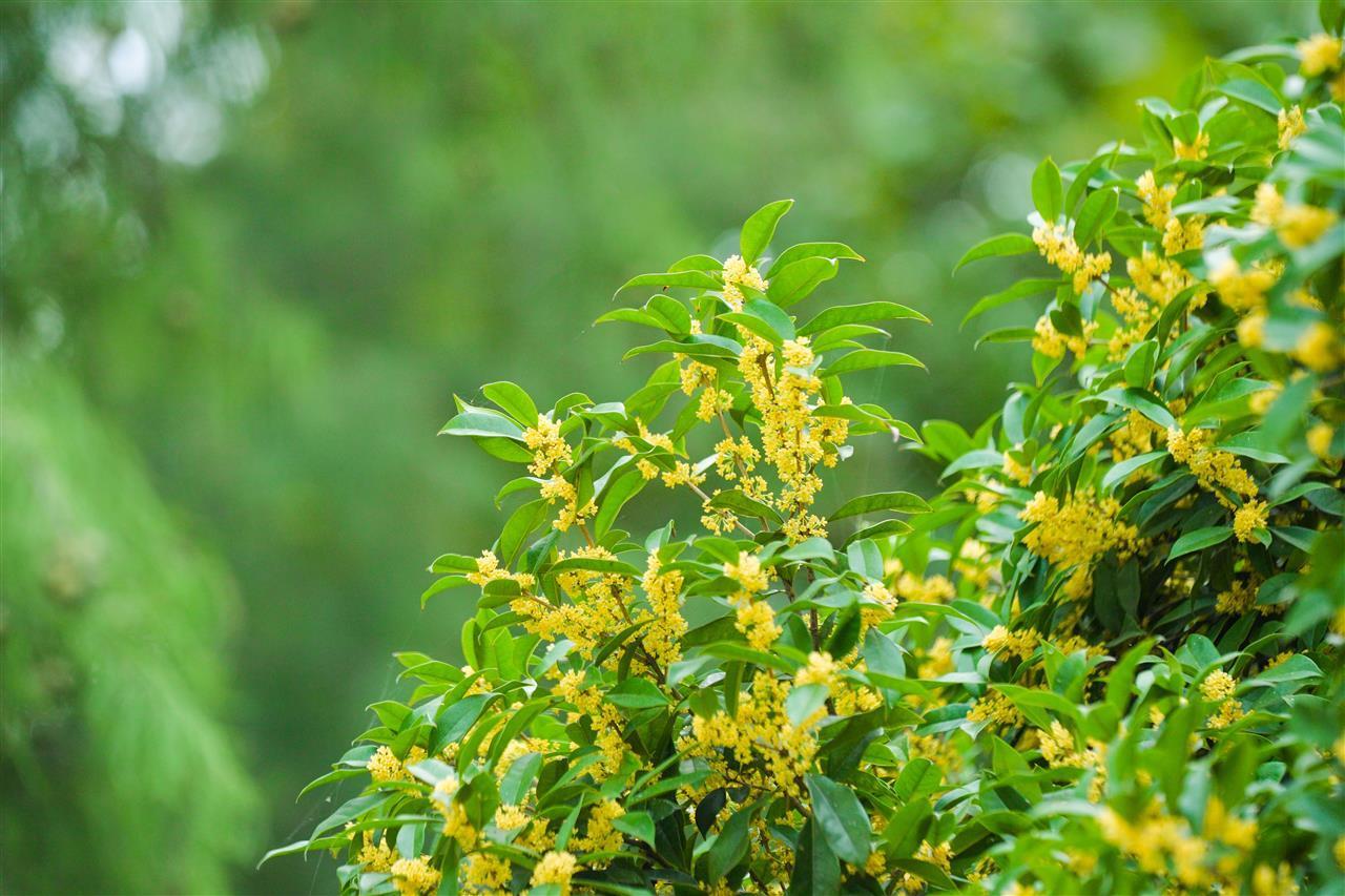 武汉东湖听涛泳场：桂香漫湖畔，游客打卡醉金秋