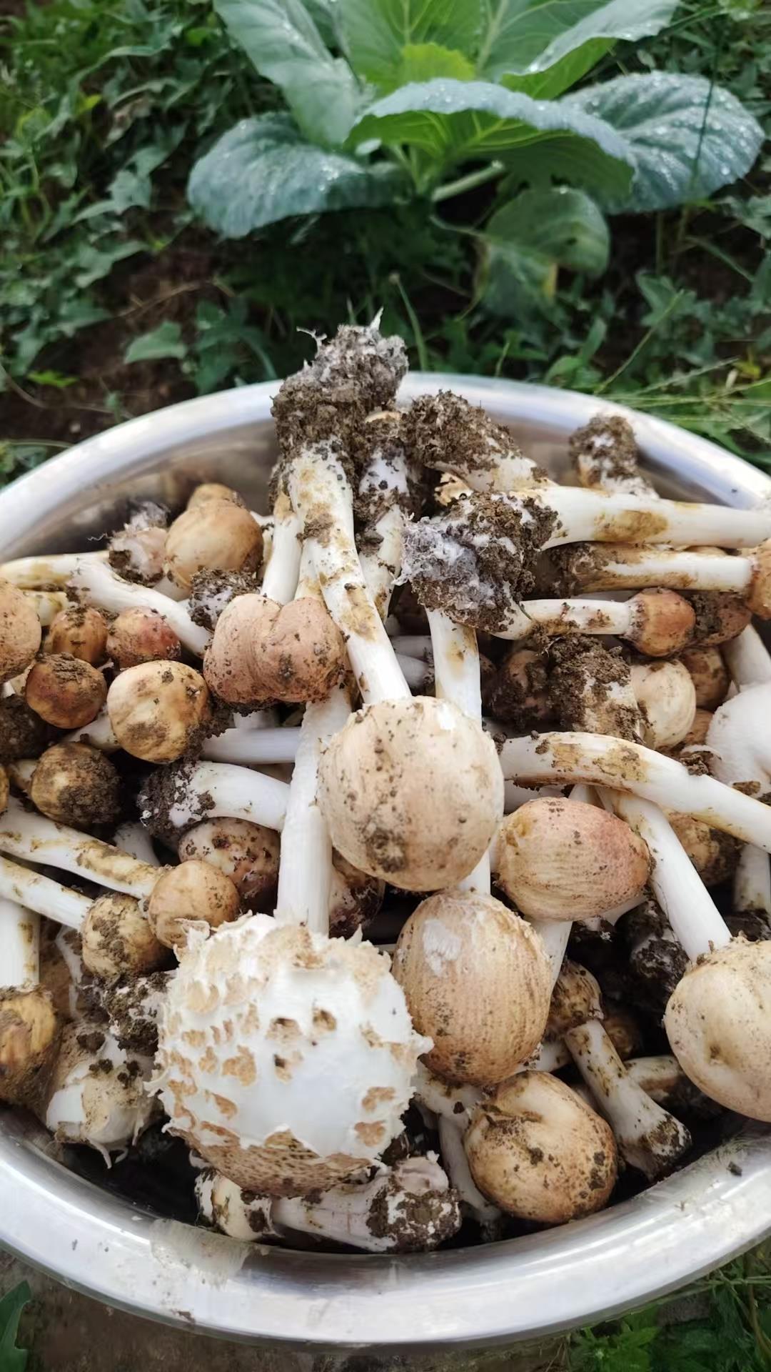 重庆一家七口误食蘑菇中毒，60岁老人住进ICU，科普博主：吃的大青褶伞有剧毒