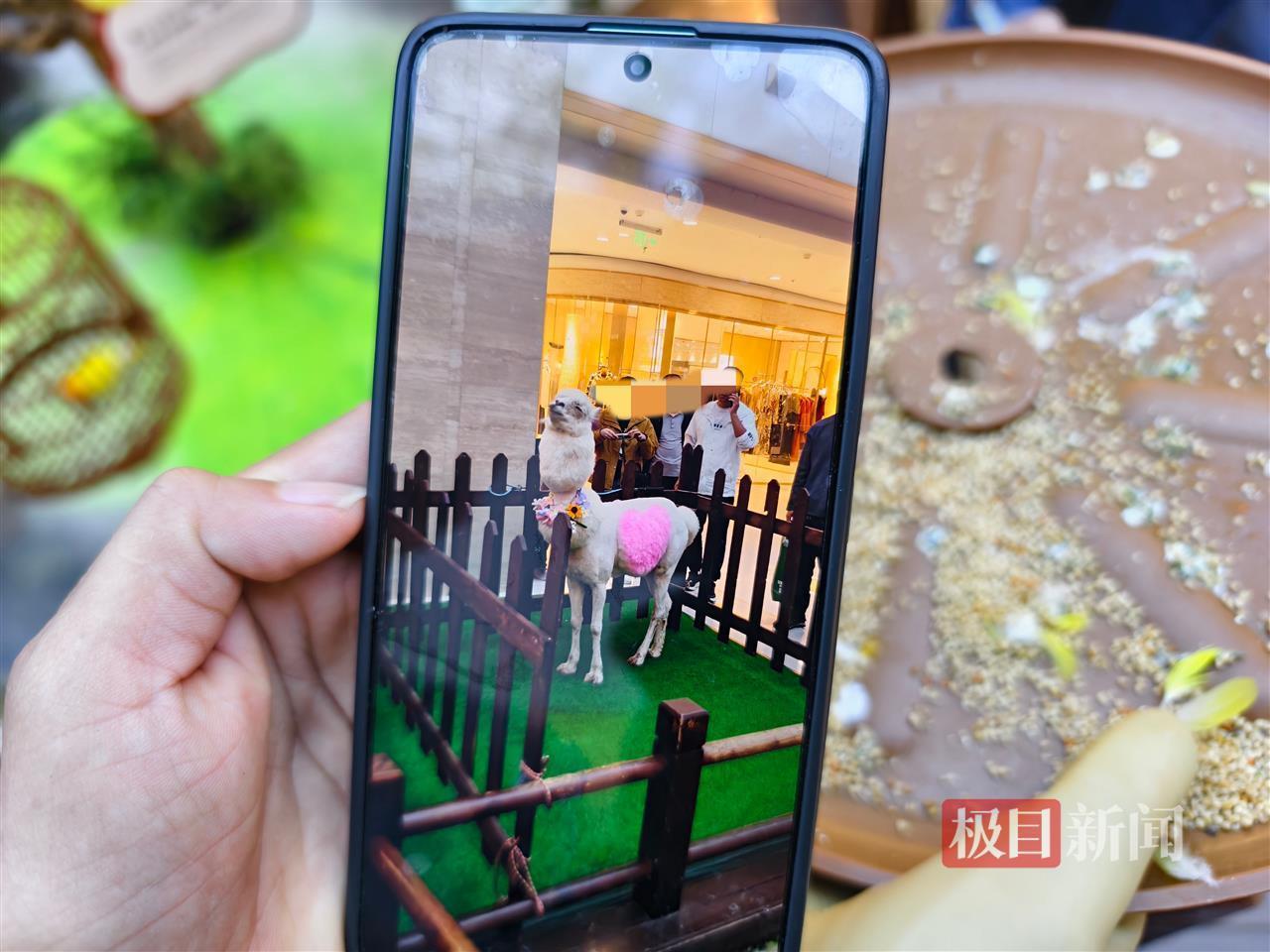 西安一商场用狮子“引流”遭质疑，小狮子、小马和羊驼已撤走，顾客：看动物应去动物园