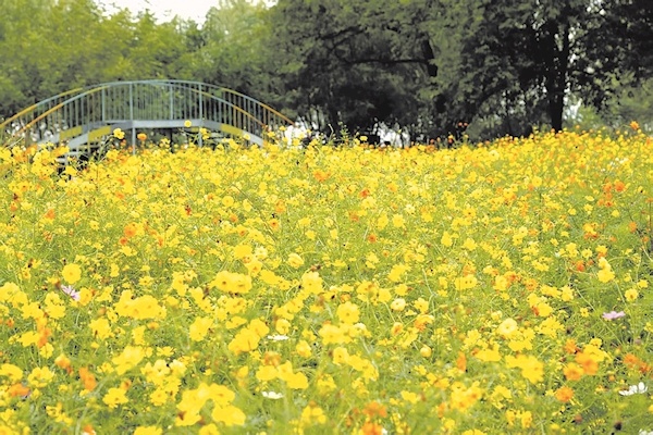 硫华菊花海点亮秋天
