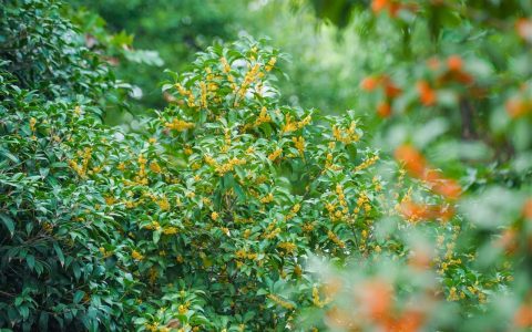 武汉东湖听涛泳场：桂香漫湖畔，游客打卡醉金秋