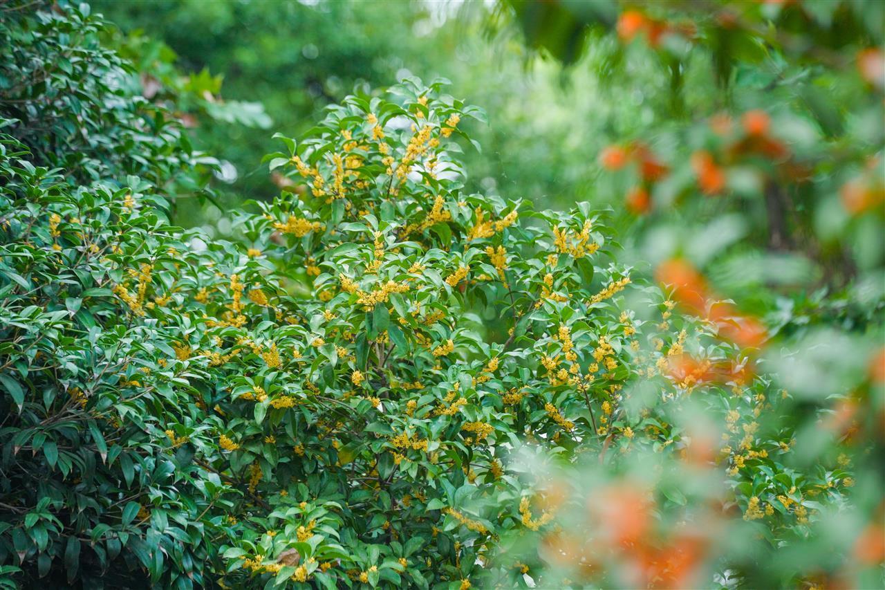 武汉东湖听涛泳场：桂香漫湖畔，游客打卡醉金秋