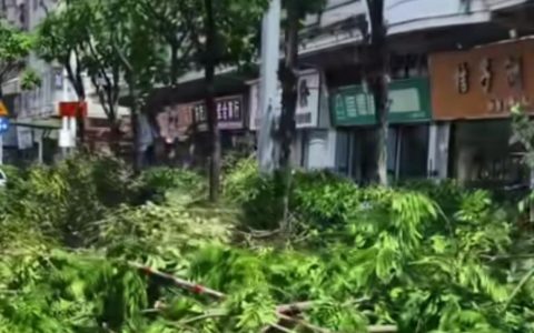 超级台风“桦加沙”来临，深圳提前给大树“理发”