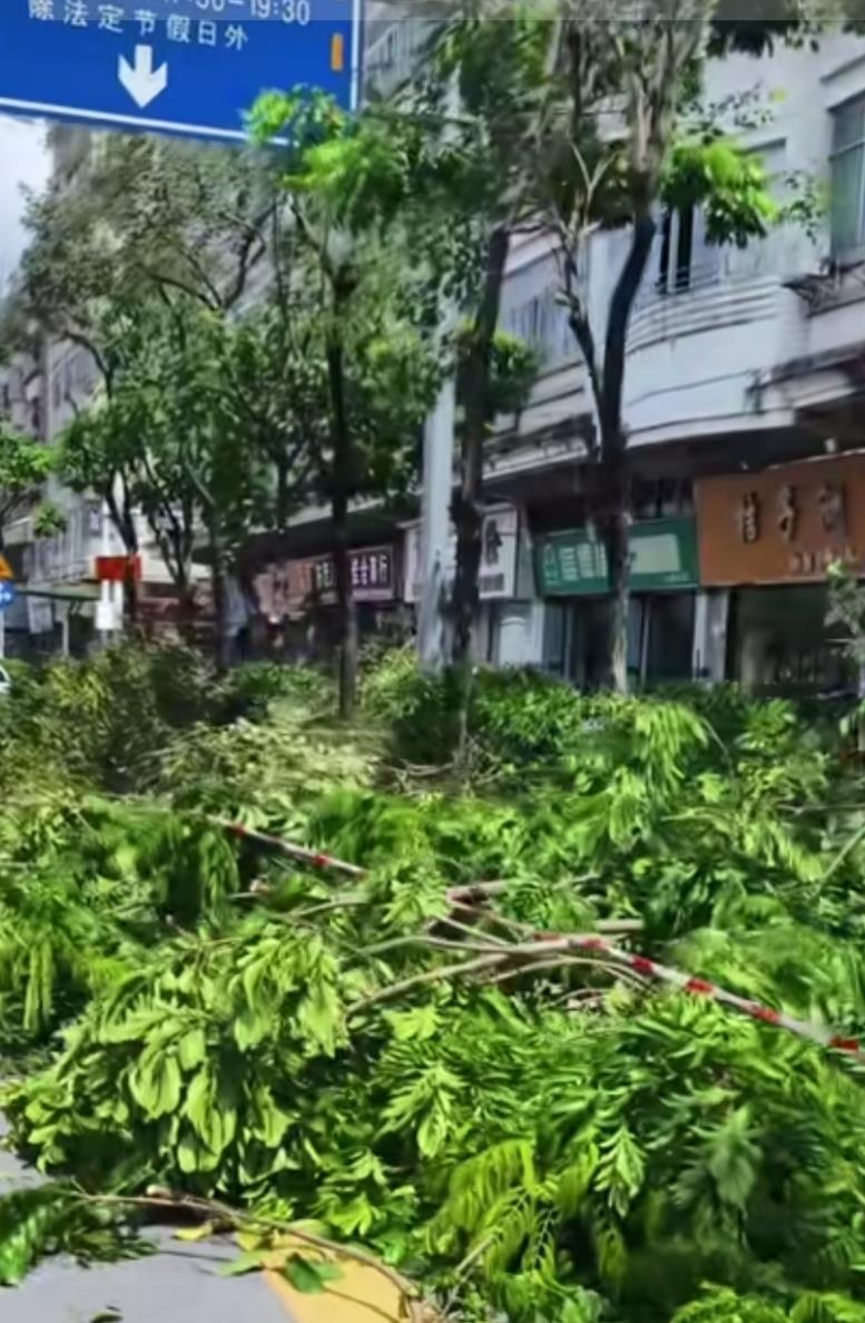 超级台风“桦加沙”来临，深圳提前给大树“理发”