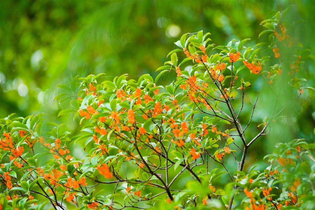 武汉东湖听涛泳场：桂香漫湖畔，游客打卡醉金秋