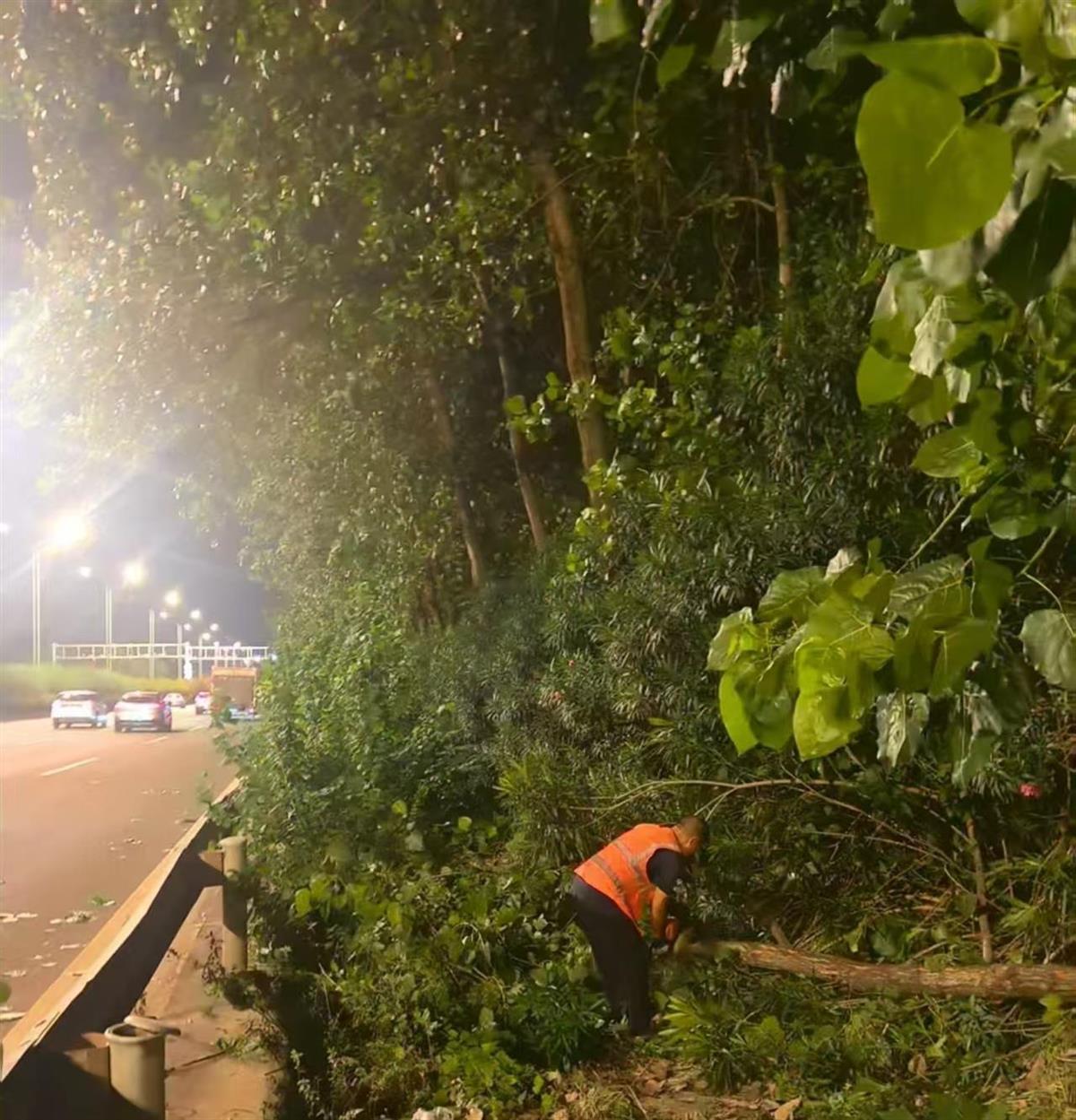 深夜，武汉园林人上路修枝整叶