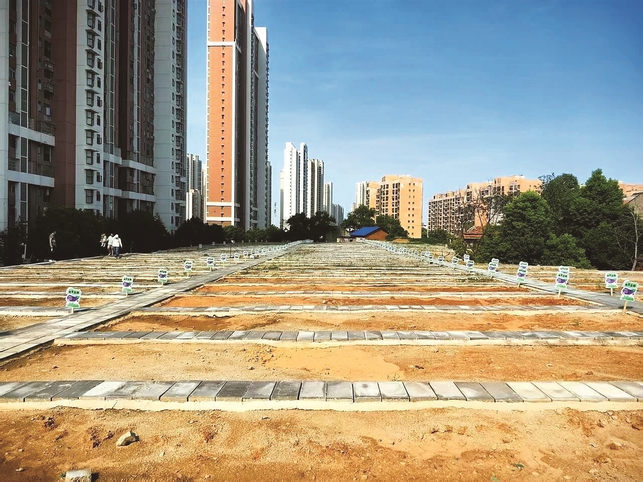 数千平方米脏乱闲置荒地变成绿色共享空间 光谷佛祖岭“共享菜园”开园