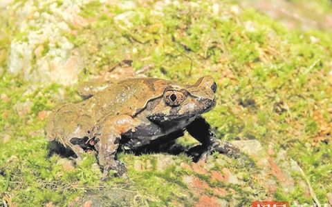 宜昌发现新物种“大老岭角蟾”