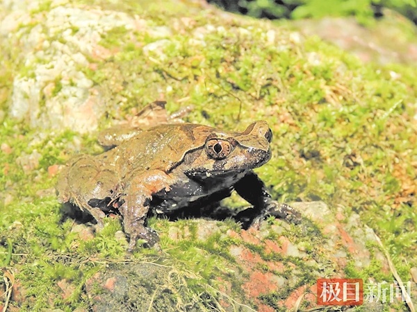 宜昌发现新物种“大老岭角蟾”