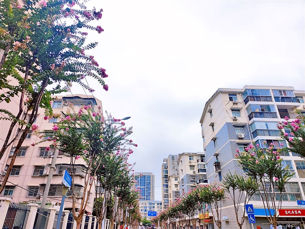 从初夏笑傲到初秋 武汉新添一条紫薇花特色路