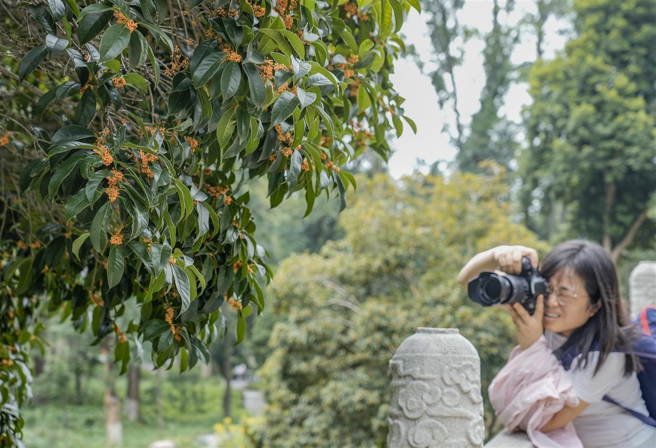 报！武汉冷雨中，桂花悄然开，近5年来最早的一次！