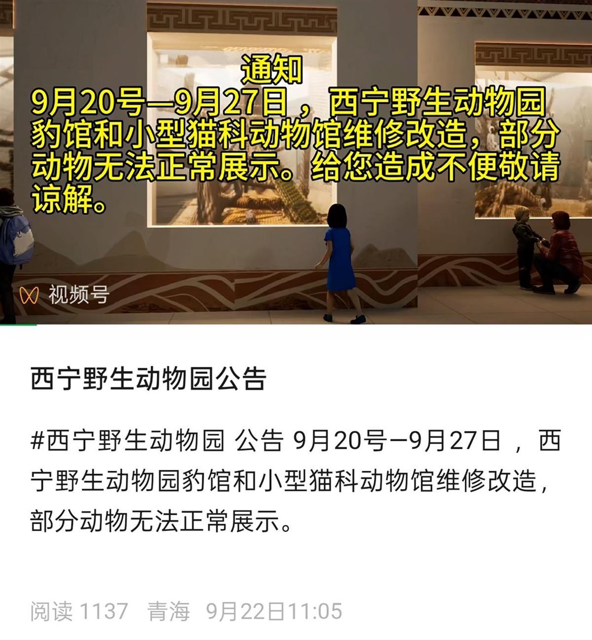 西宁野生动物园一雪豹出逃，老年雌性个体，园方称搜寻工作正在进行，主管部门回应