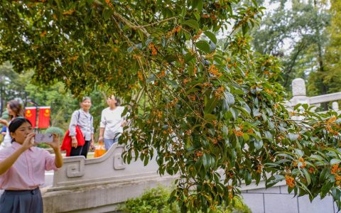 报！武汉冷雨中，桂花悄然开，近5年来最早的一次！