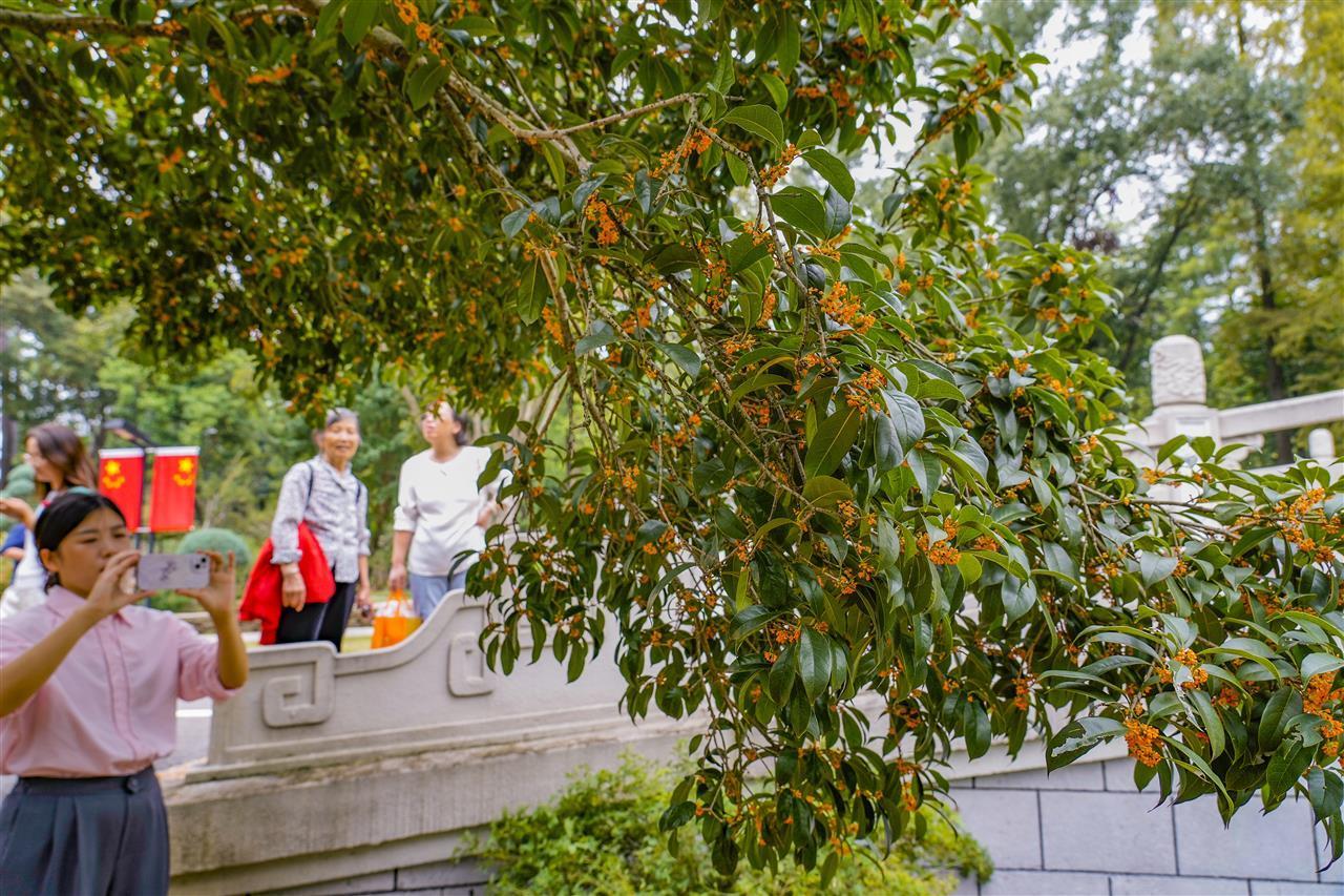 报！武汉冷雨中，桂花悄然开，近5年来最早的一次！