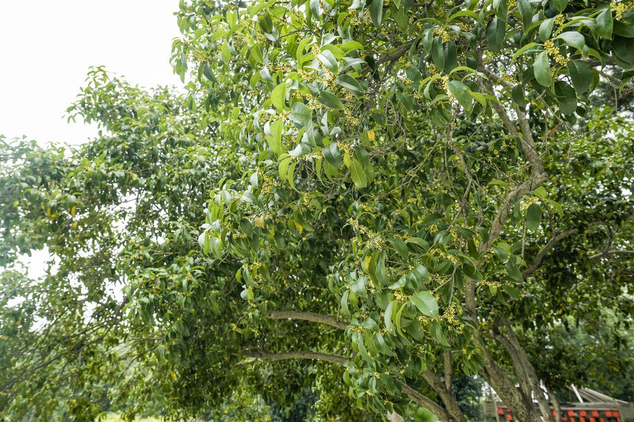 报！武汉冷雨中，桂花悄然开，近5年来最早的一次！