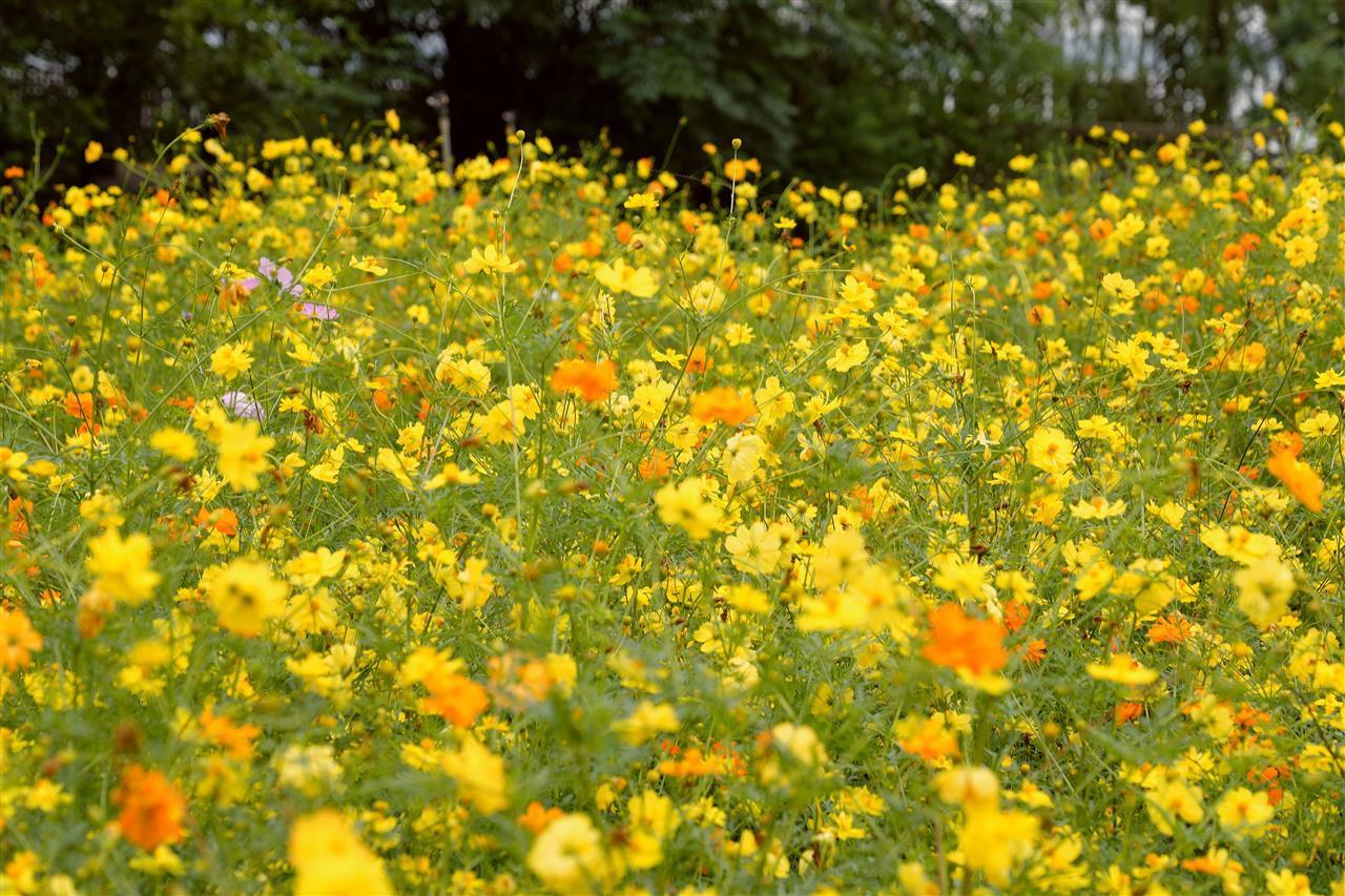 硫华菊百日草点亮秋天，就在武汉植物园花海山湖之间！