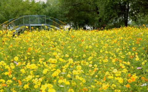 硫华菊百日草点亮秋天，就在武汉植物园花海山湖之间！