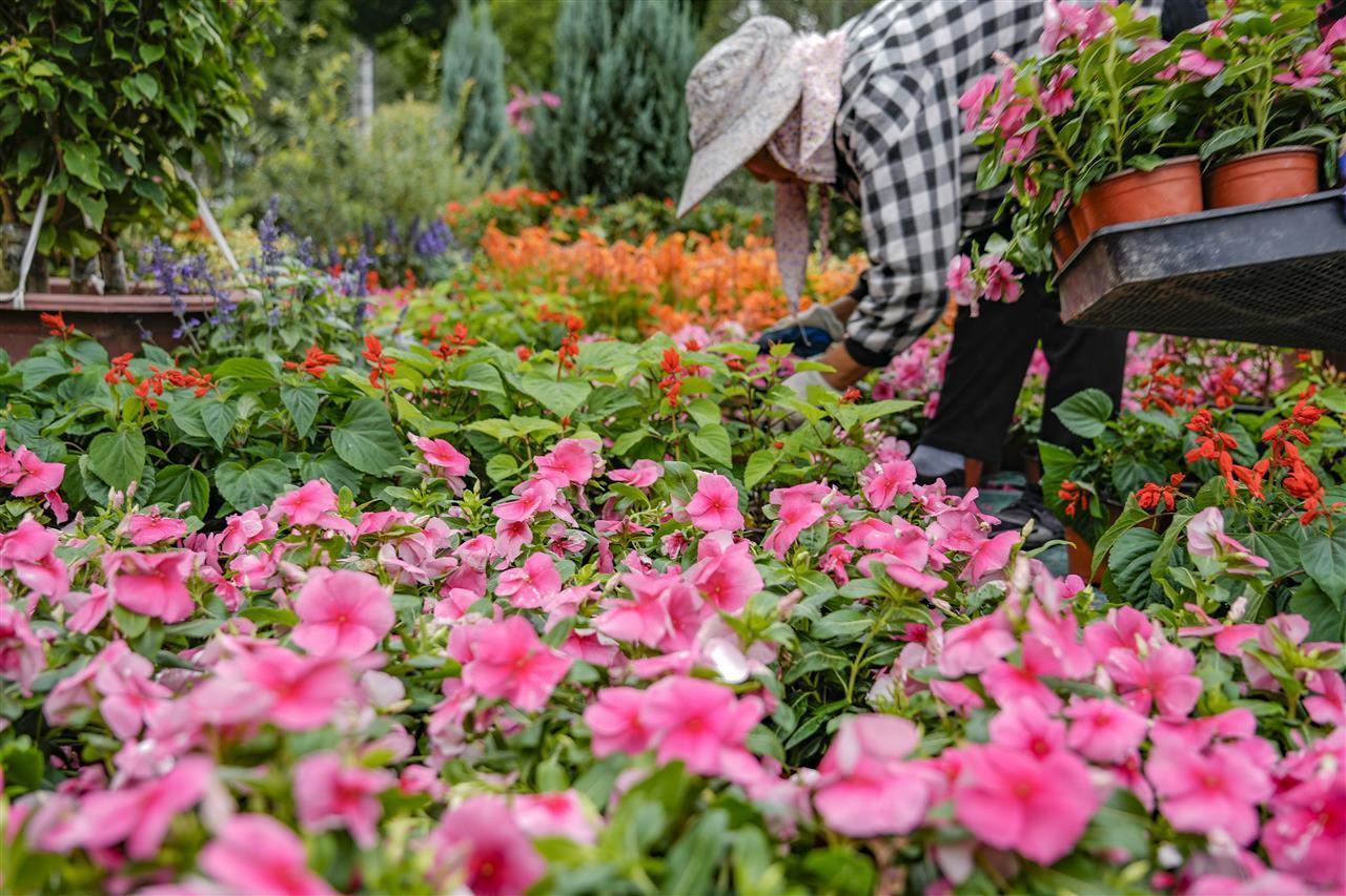 花儿映红盛世，笑颜祝福祖国！30处园林精致小景闪耀武汉街头