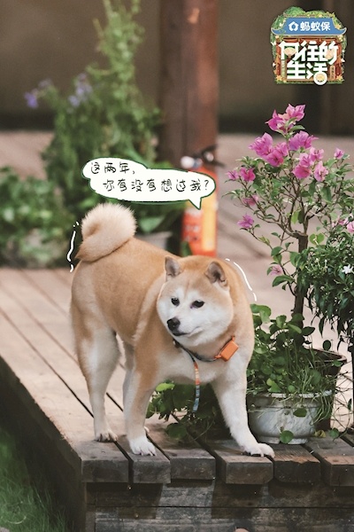 时隔两年，《向往的生活》回来了 黄磊：我有点不知所措