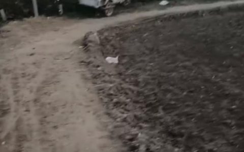 山东一残疾村民称4米宽田间生产路被占只剩2米，收割机无法下地，多次反映未见效，村干部：争取一周内解决