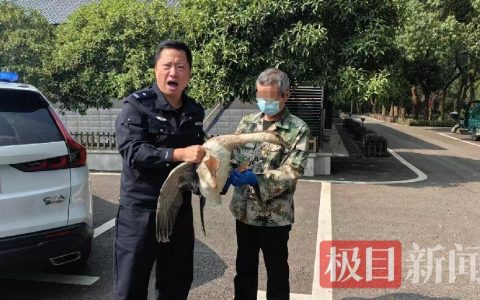 捡只“大鹅”准备出售，却不想竟是国家二级保护动物鸿雁