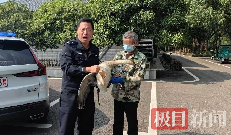 捡只“大鹅”准备出售，却不想竟是国家二级保护动物鸿雁