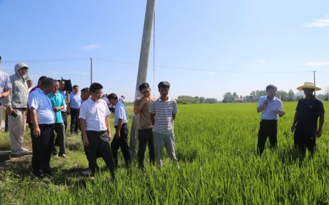仙桃水稻单产提升培训会走进九合兰园
