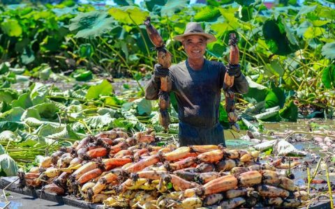 “藕”遇丰收季