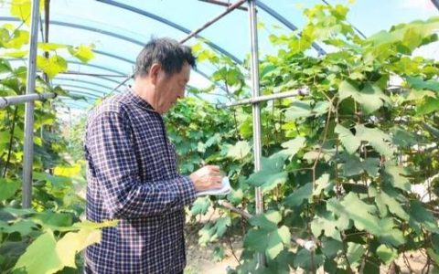 一个棚，作物“上下共生”，实现“四季有果”——“新农人”黄昌宏闯出“兴农路”