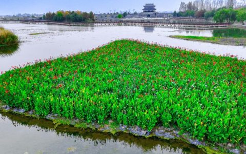 沔城莲花湖“大换水” 水质达到四类标准