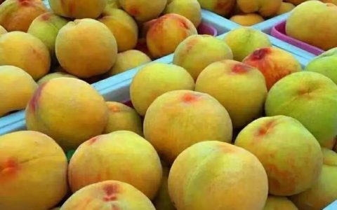 万斤黄桃待售 盼您伸援手