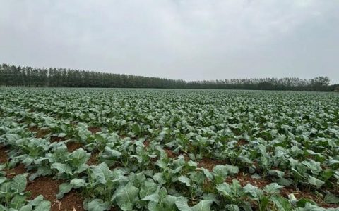 仙桃农商行陈场支行2300万元“贷”动西兰花“越开越旺”