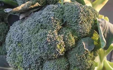 小小西兰花 富民大产业