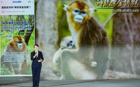 神农架金丝猴：种群数量不断上升