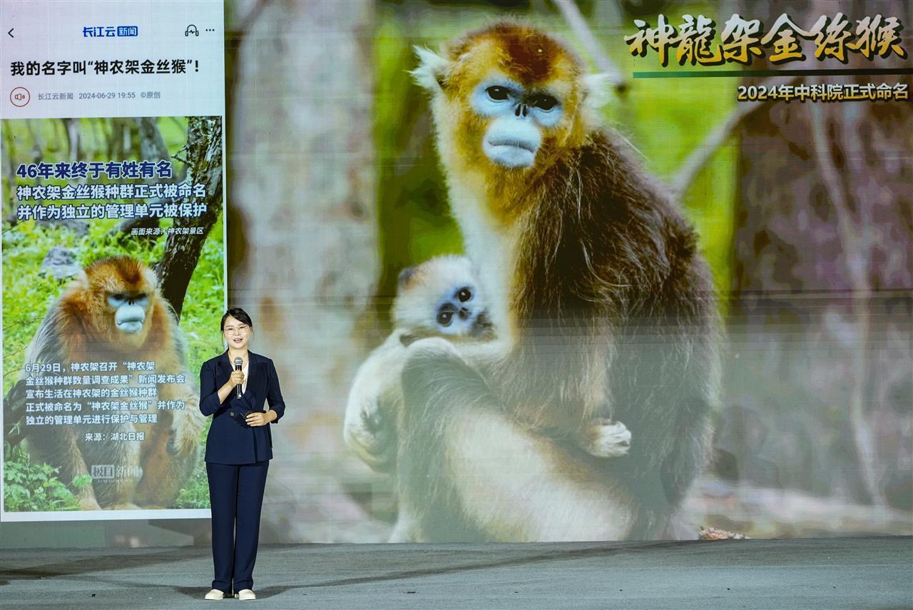 神农架金丝猴：种群数量不断上升