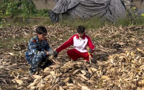 山东一大学生国庆8天假掰了7天半玉米，本人称“自己多弯一次腰父母就少吃一点苦”