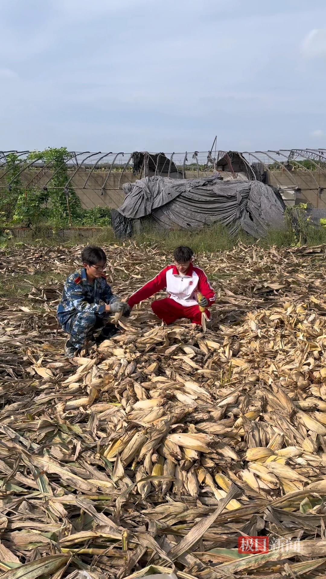 山东一大学生国庆8天假掰了7天半玉米，本人称“自己多弯一次腰父母就少吃一点苦”