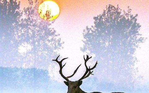 江豚起舞麋鹿撒欢  荆江之畔成为“湿地精灵”乐园