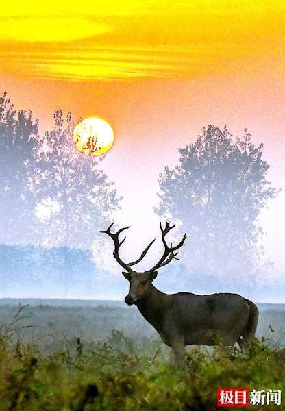 江豚起舞麋鹿撒欢  荆江之畔成为“湿地精灵”乐园