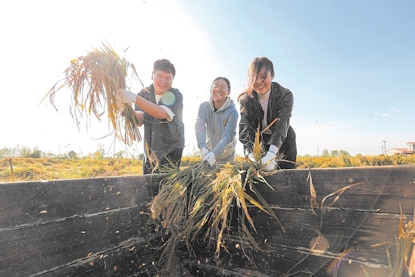 春华秋实 湖大学生喜收水稻