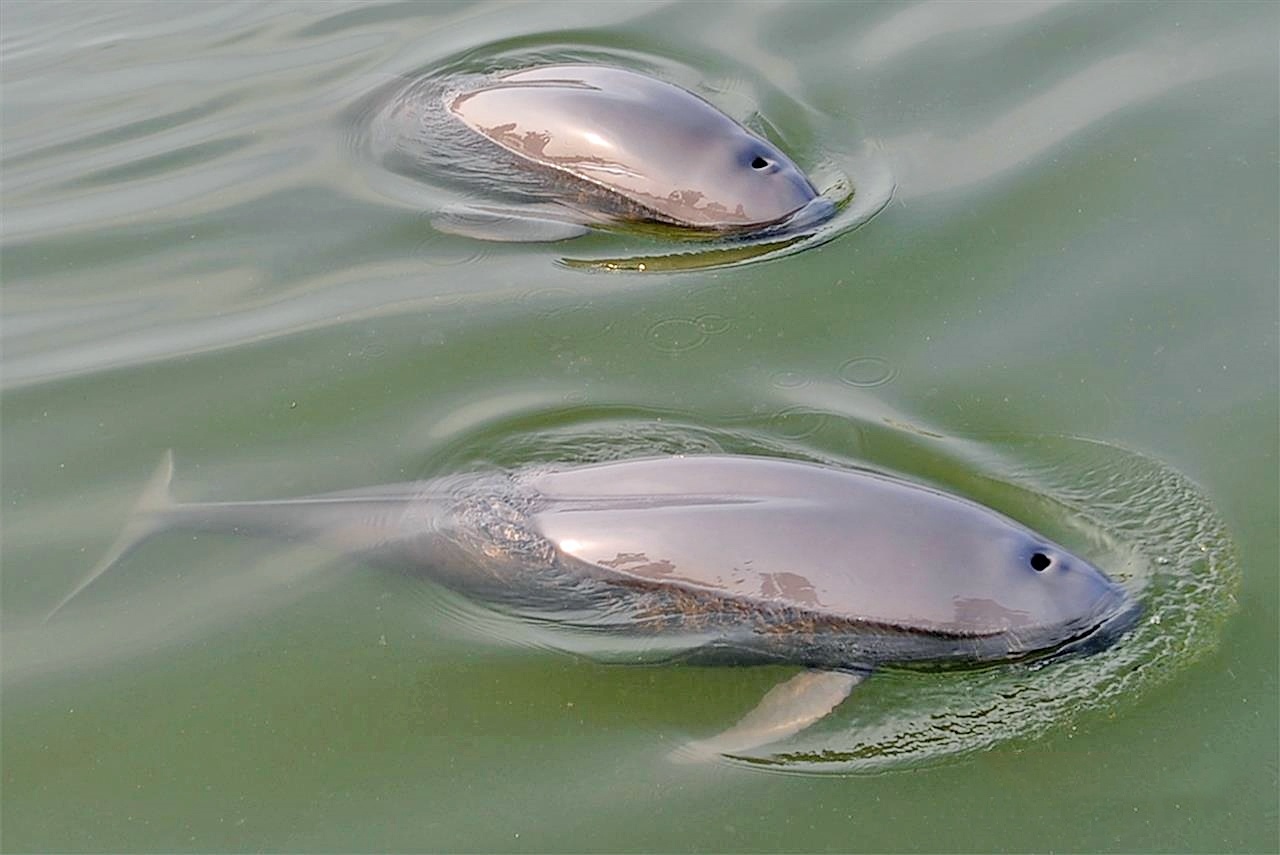 江豚起舞麋鹿撒欢  荆江之畔成为“湿地精灵”乐园