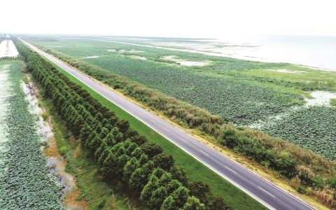 感受湿地之美，环洪湖马拉松来啦 10月26日鸣枪开跑